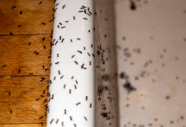 Flea Control Services in Brandon, FL