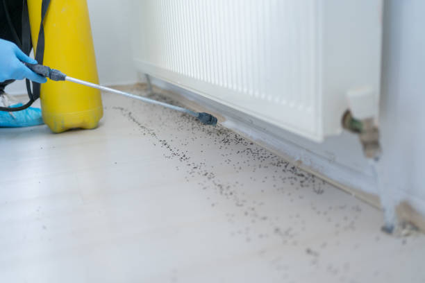 Best Emergency Pest Control  in Brandon, FL