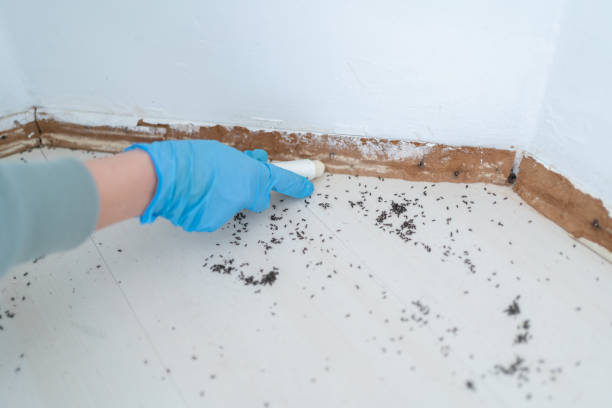 Best Affordable Pest Control Services  in Brandon, FL